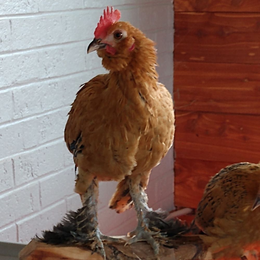 Meet your Posher, Jess